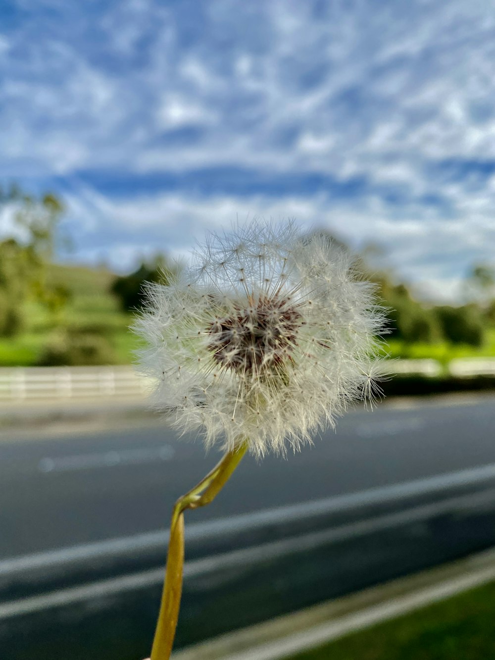 a dandelion flower on a stick