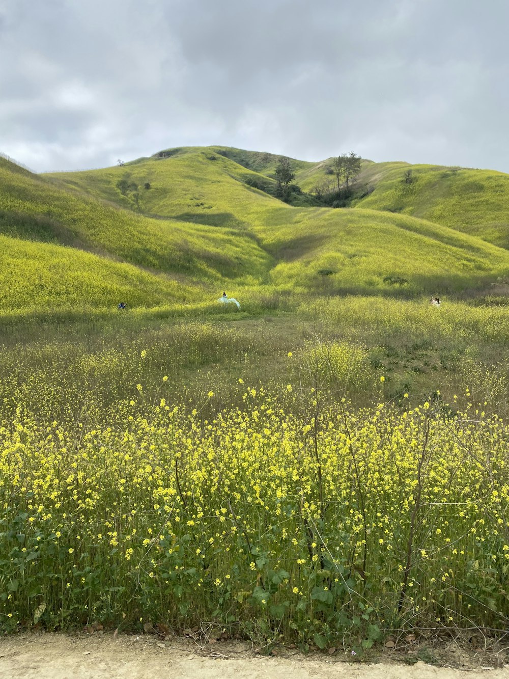 a grassy hill with a small house