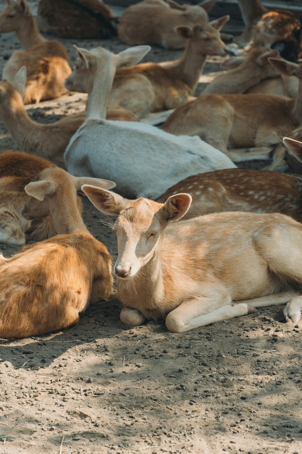 a group of animals lying down