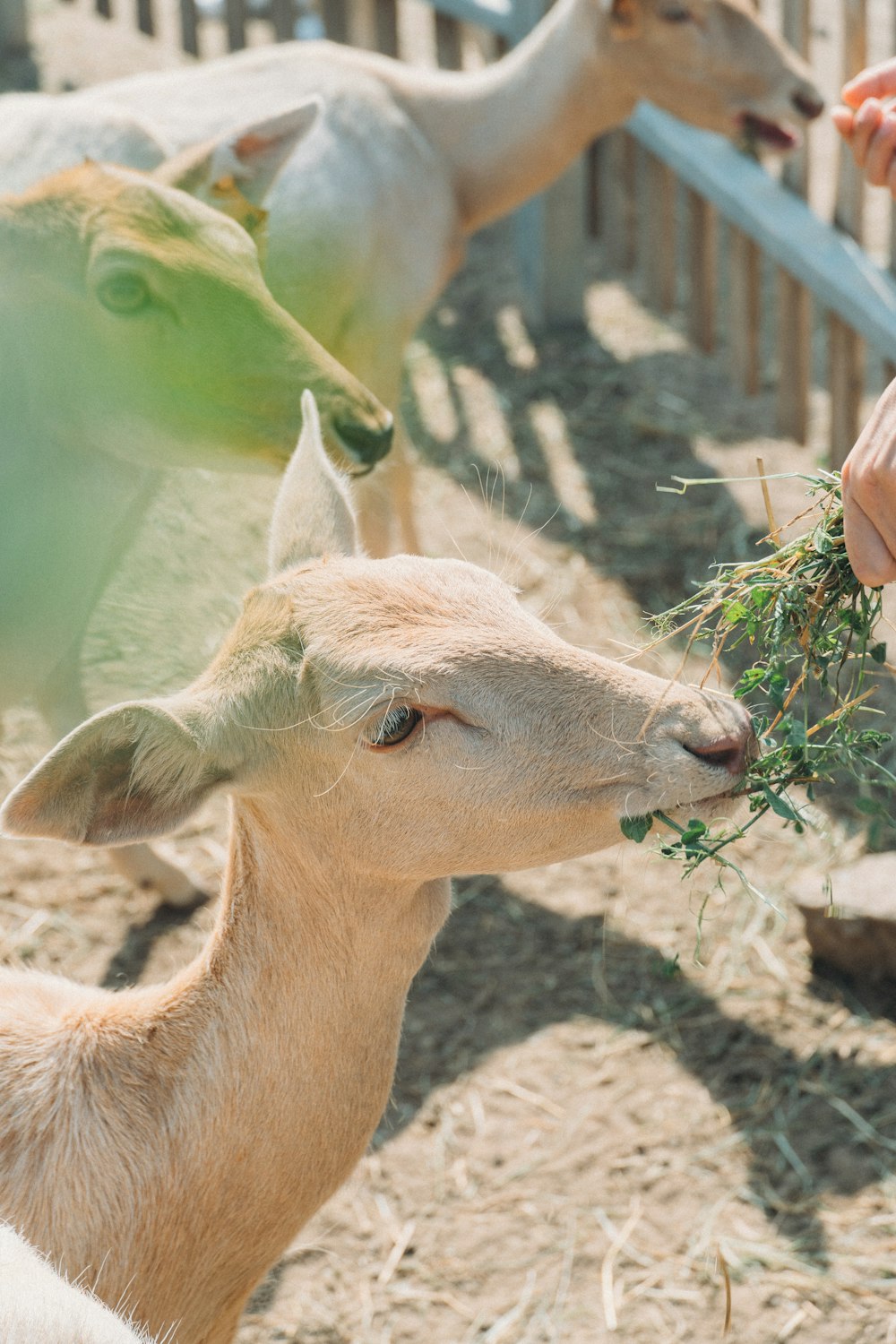 a group of animals eating grass