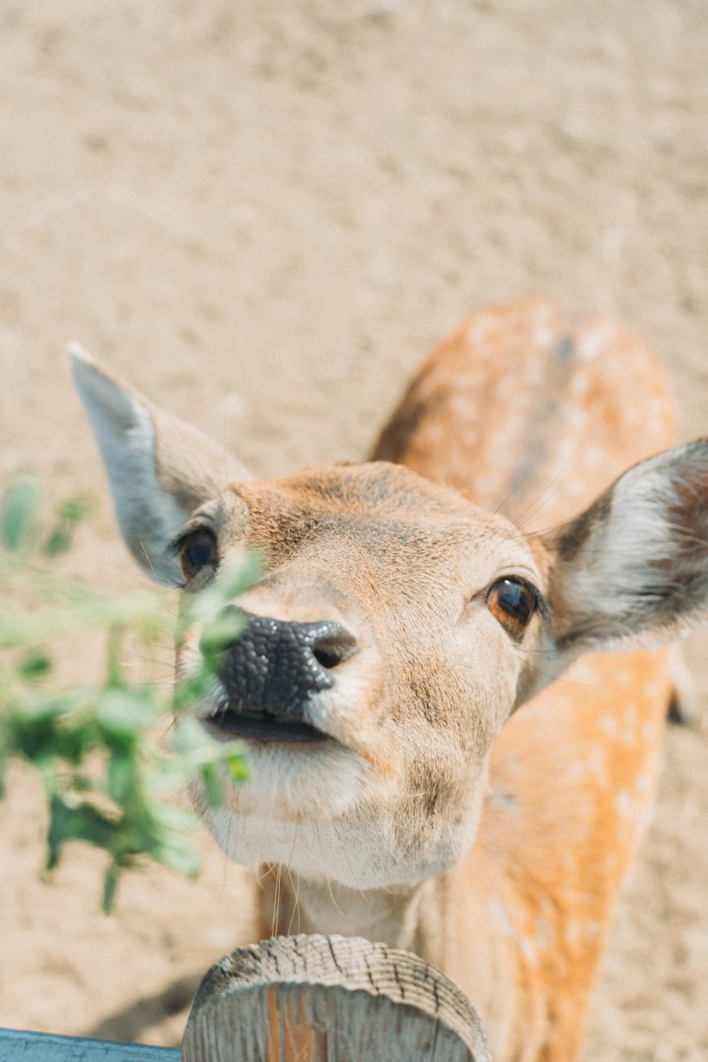 a deer with a plant in its mouth