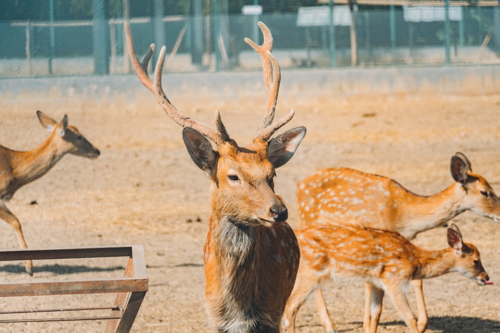 a group of deer in a field