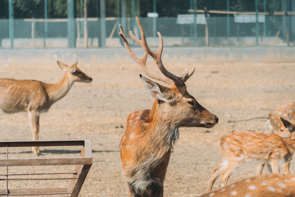 a group of deer in a field