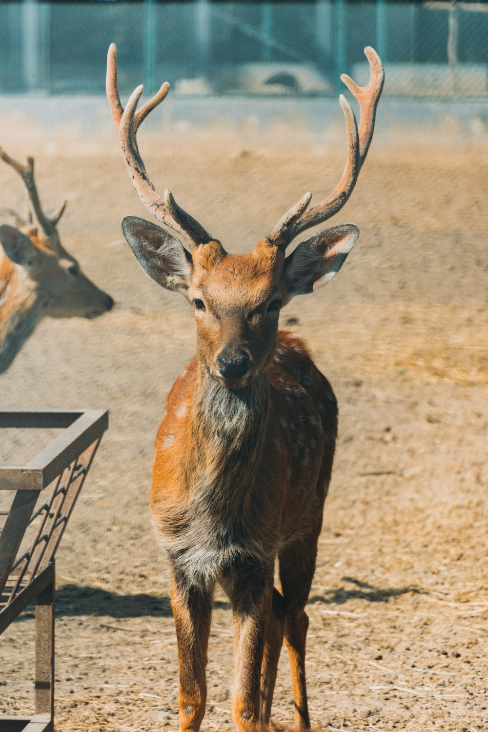 a deer with antlers