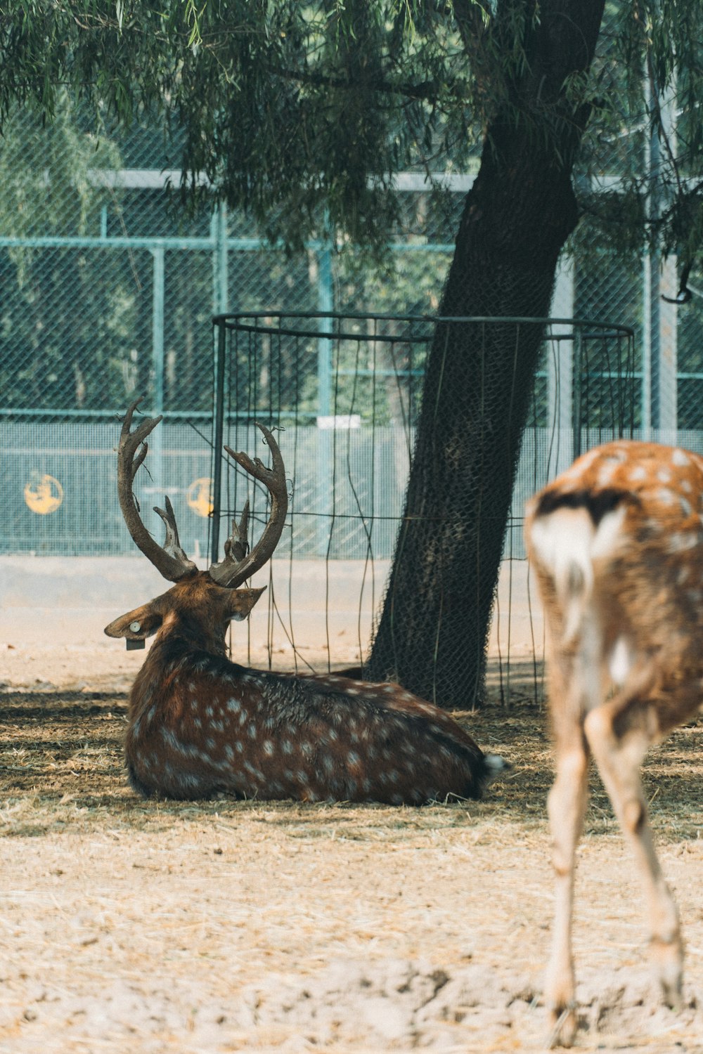 a group of animals in a cage