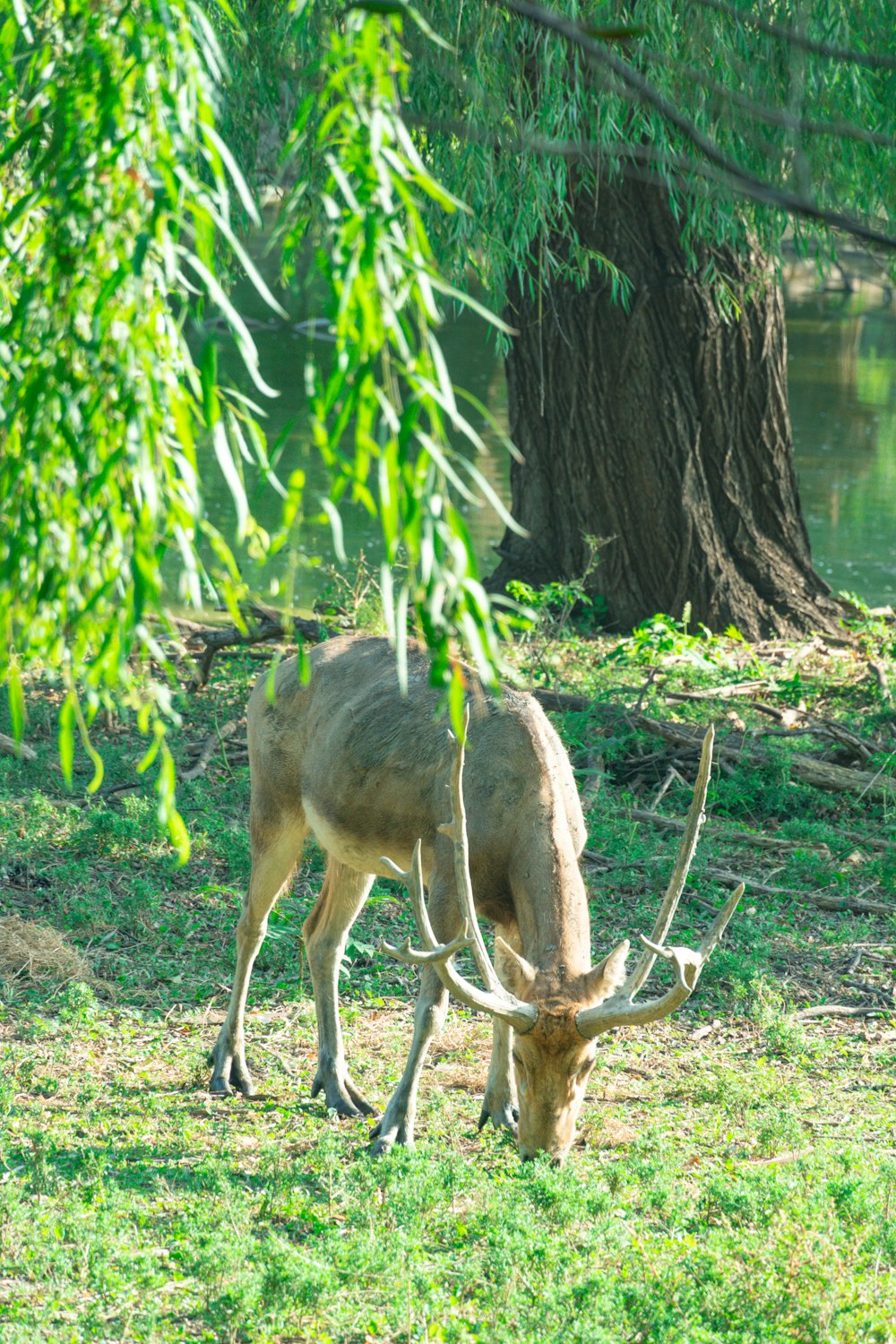 a deer with antlers eating grass