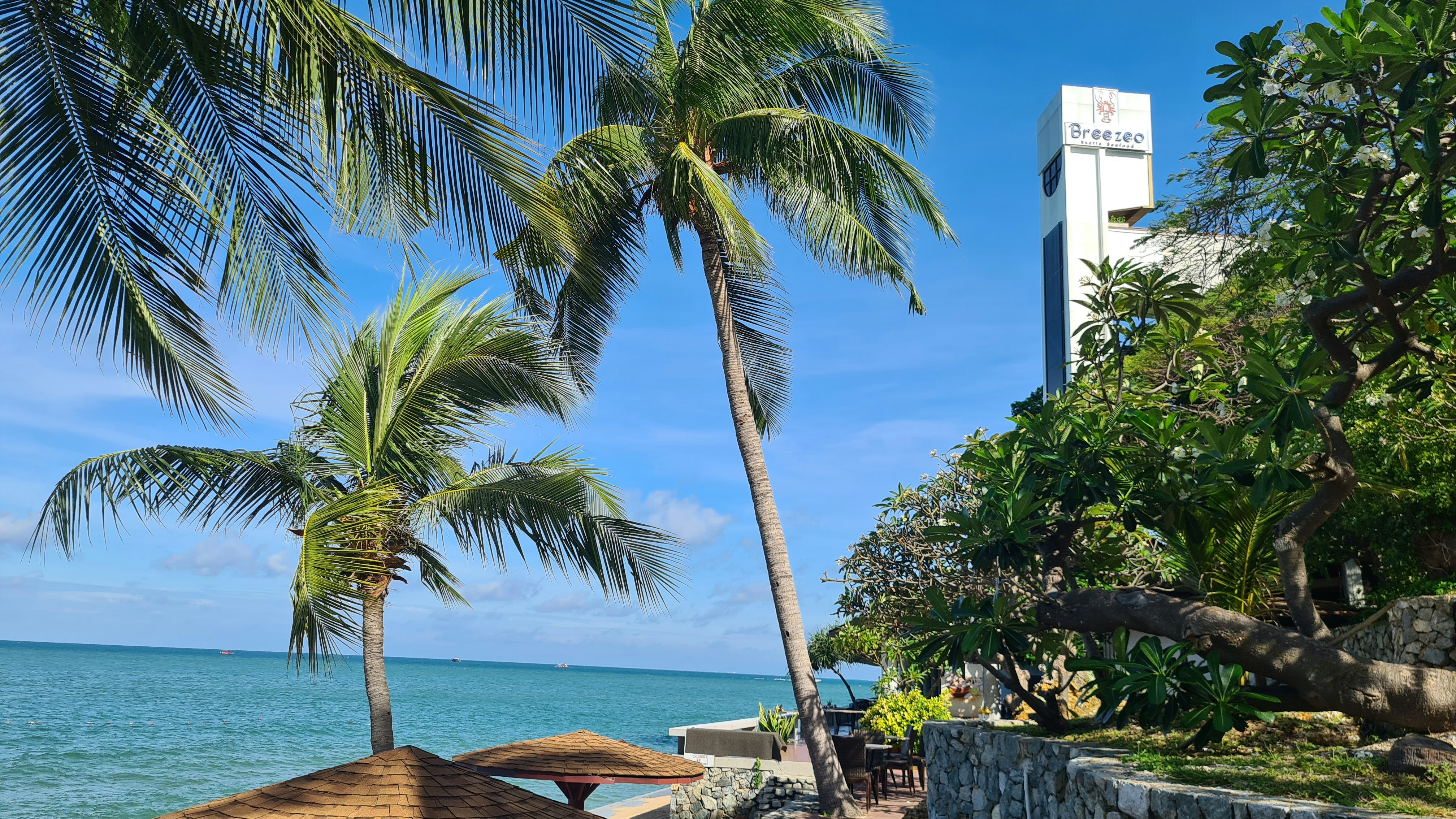 palm trees and a building by the water