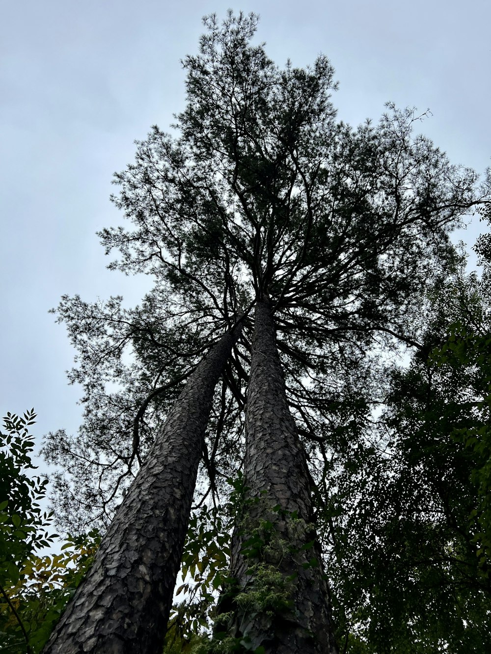 a tall tree with many branches