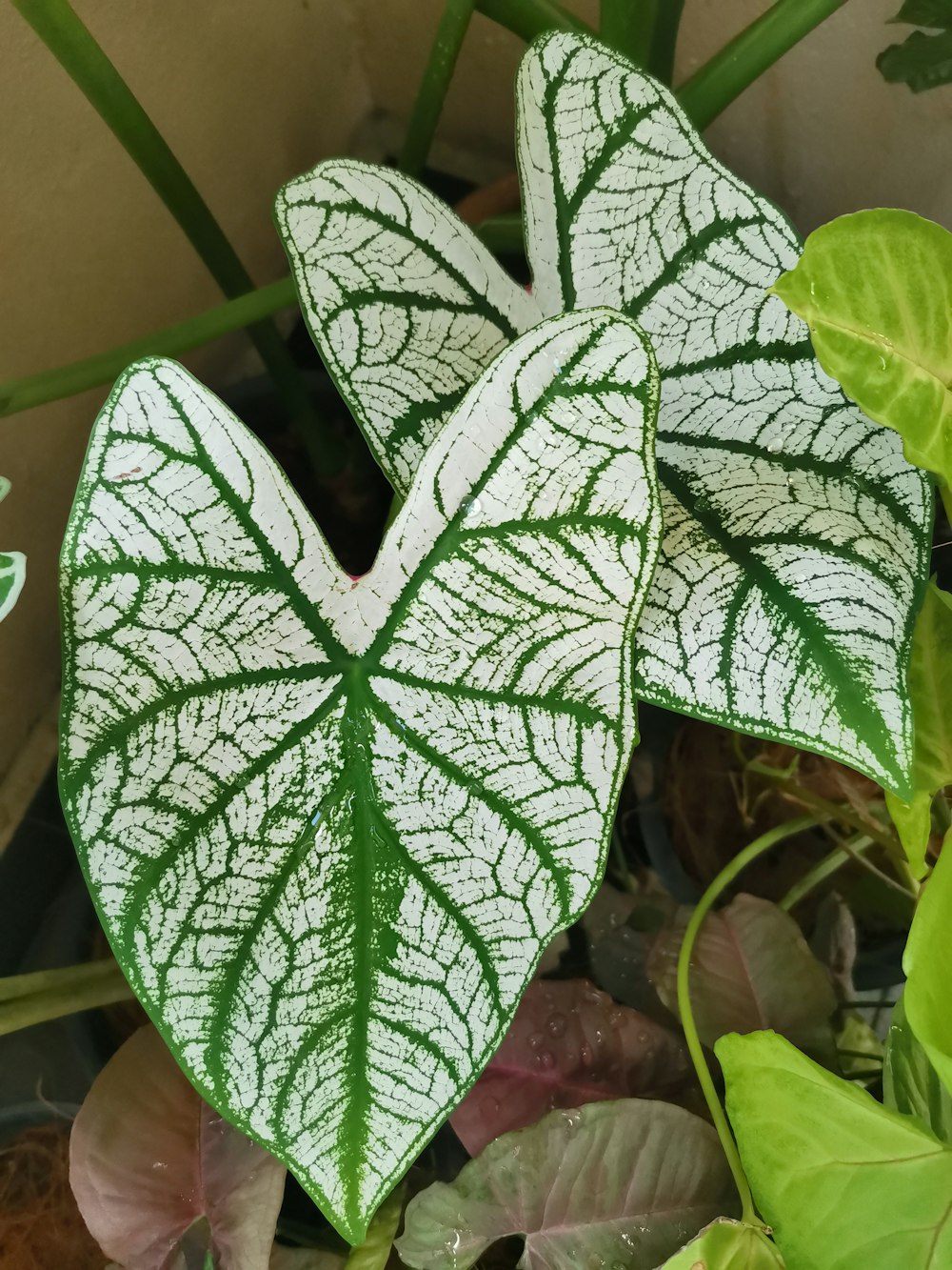 a close up of a leaf