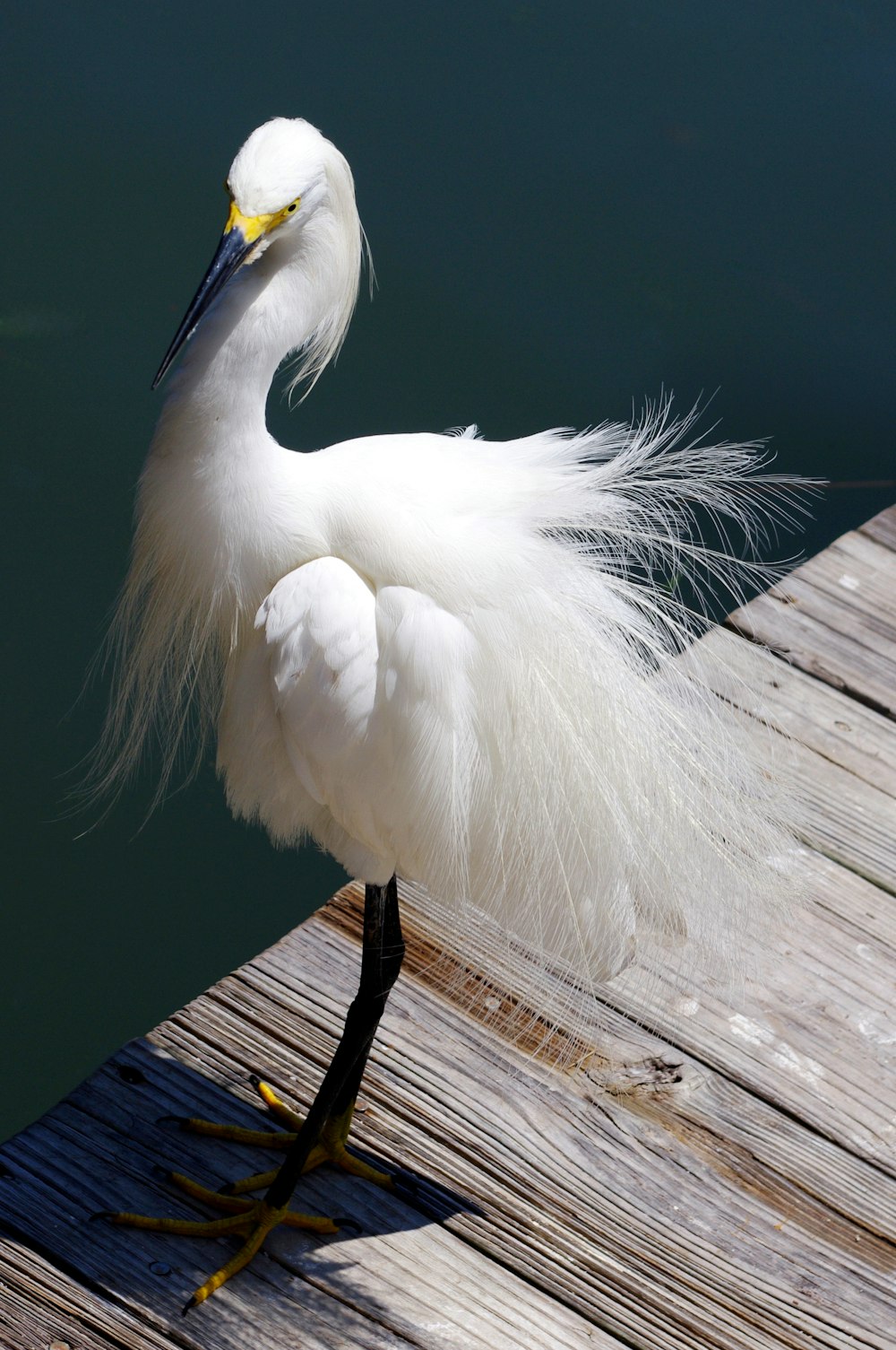 a white bird with a long beak