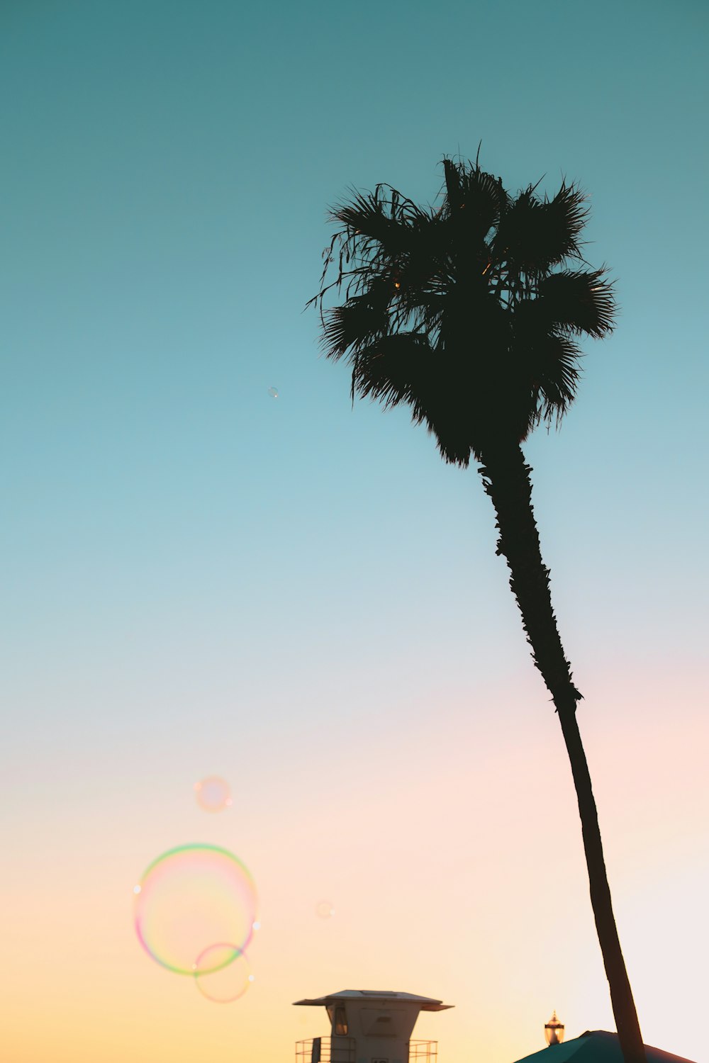 a palm tree and a building