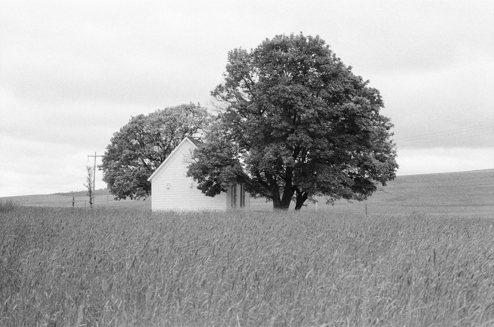 a tree in a field