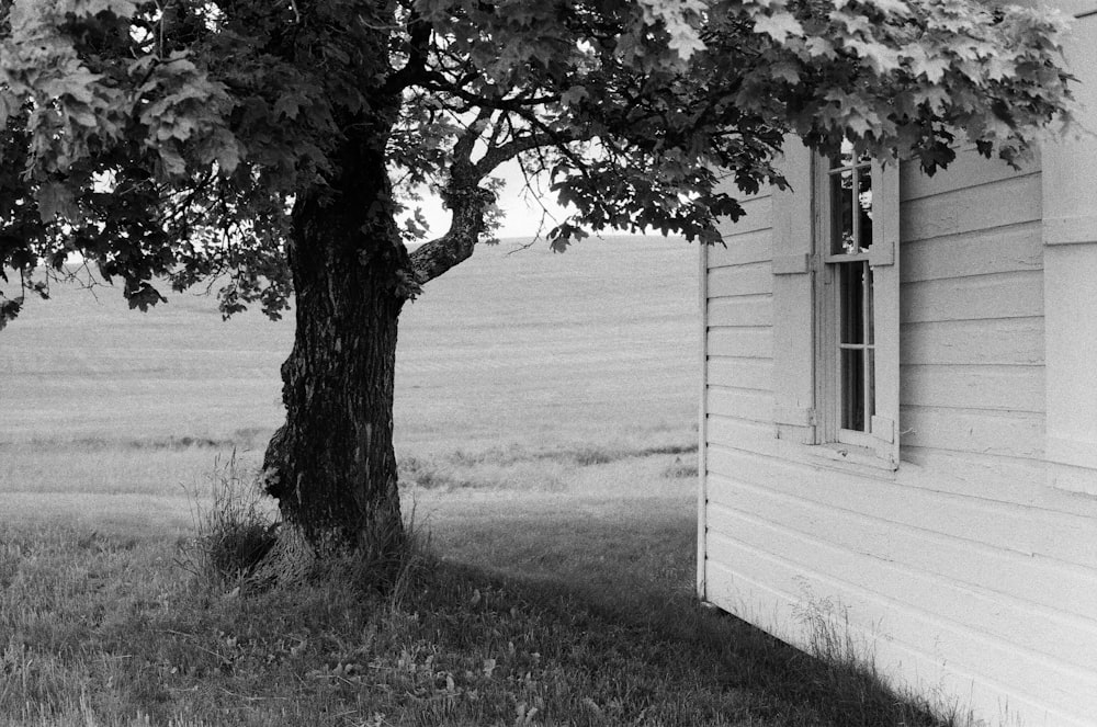 a tree next to a house