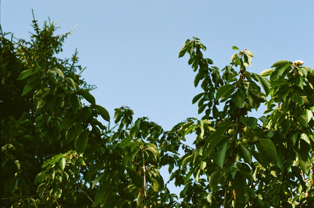 a group of trees