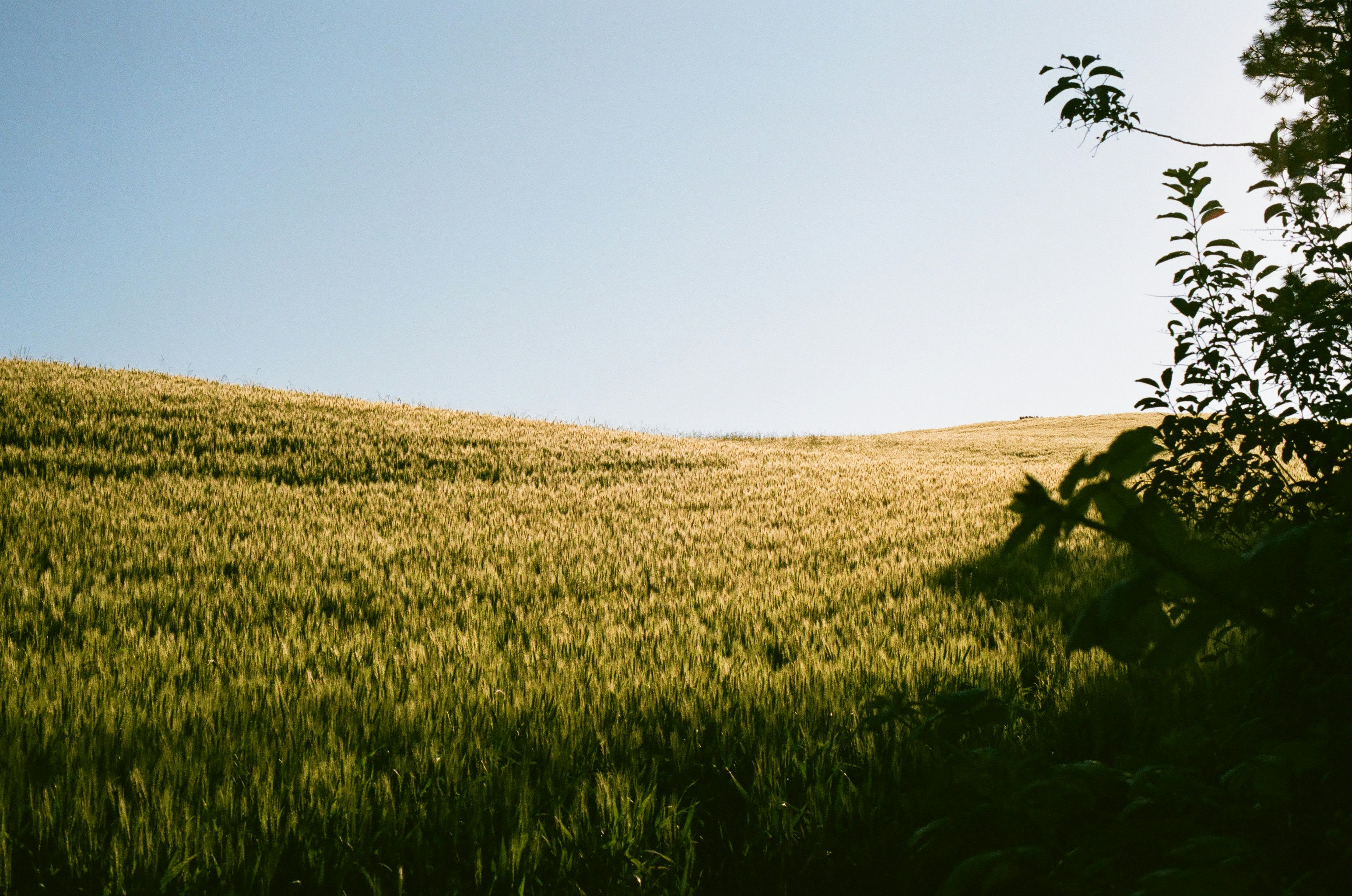 vintage history wallpaper, wallpaper, Sejarah Kelas 10 Kurikulum Merdeka: Pembelajaran yang Relevan 2