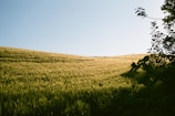 A vast wheat field stretches across the landscape, bathed in sunlight. The golden wheat sways gently under a clear blue sky. In the foreground, dark green leaves and branches add contrast to the bright field.