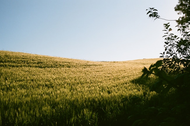 A vast wheat field stretches across the landscape, bathed in sunlight. The golden wheat sways gently under a clear blue sky. In the foreground, dark green leaves and branches add contrast to the bright field.