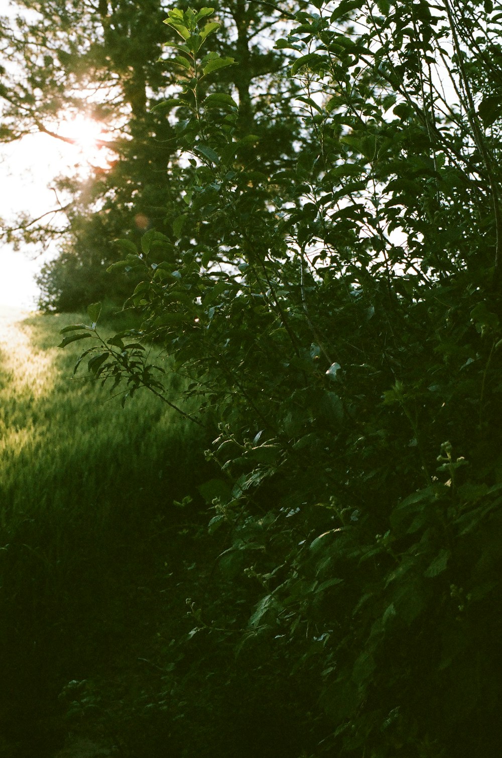 a close up of a tree