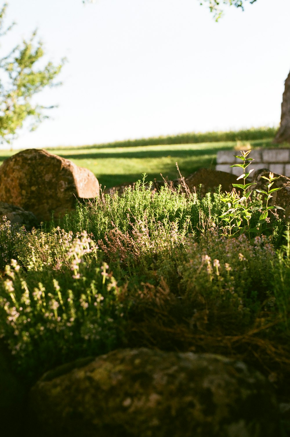 a field of grass and rocks