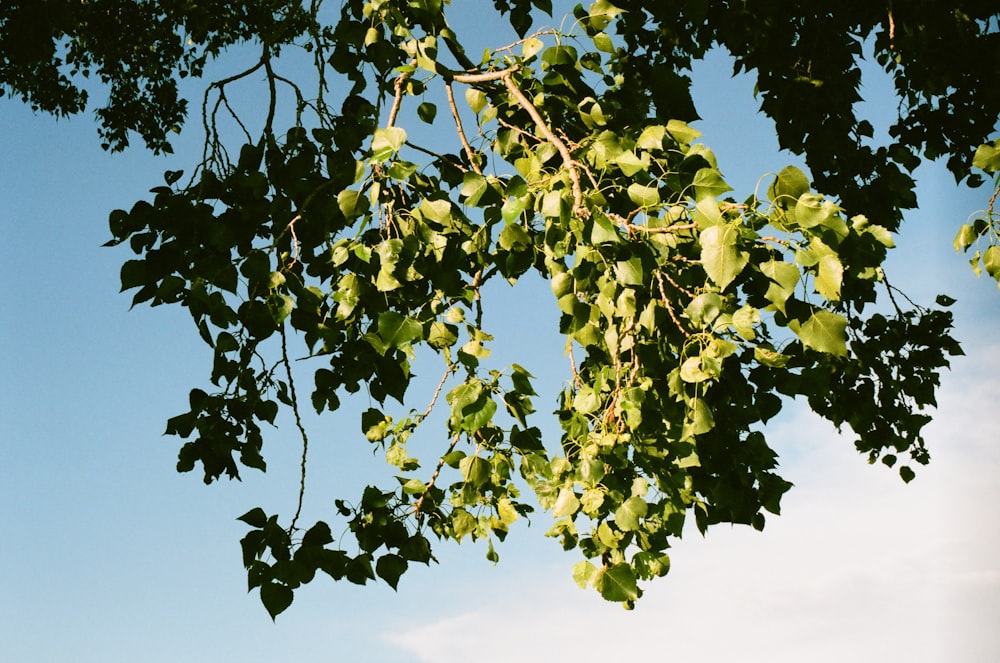 un árbol con hojas