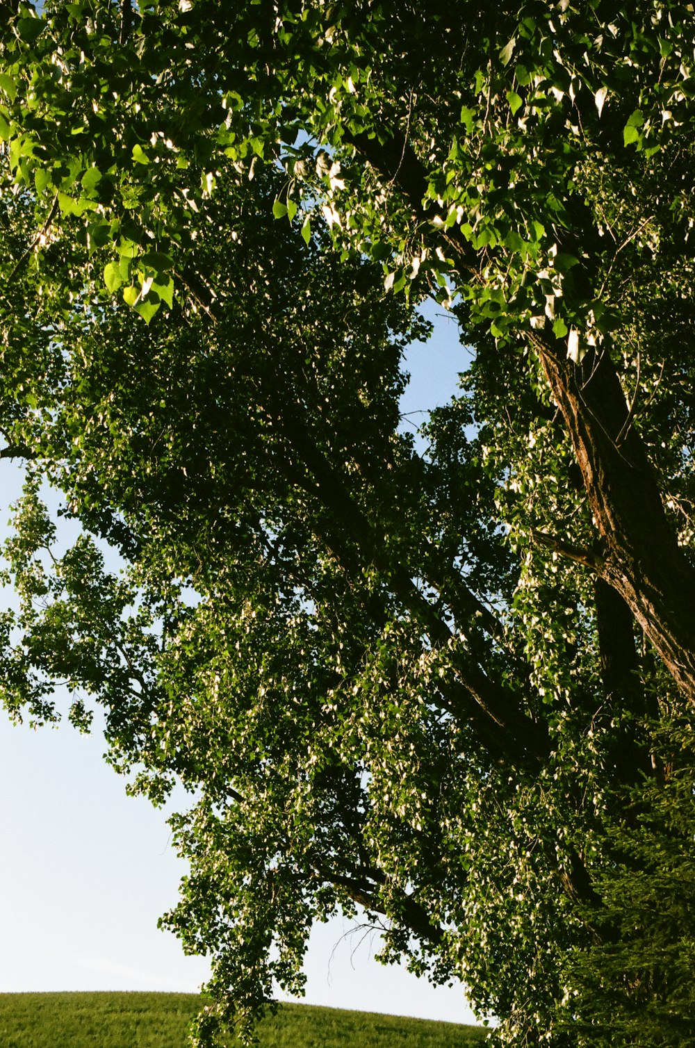 a tree with green leaves