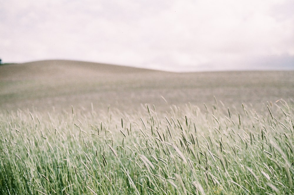 a field of grass