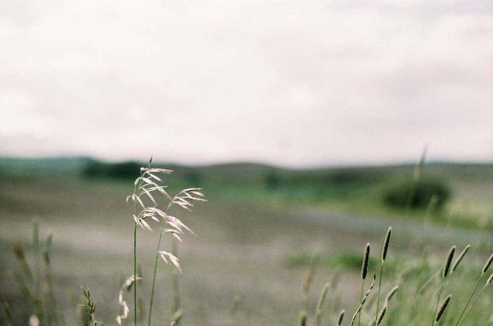 a close-up of some grass