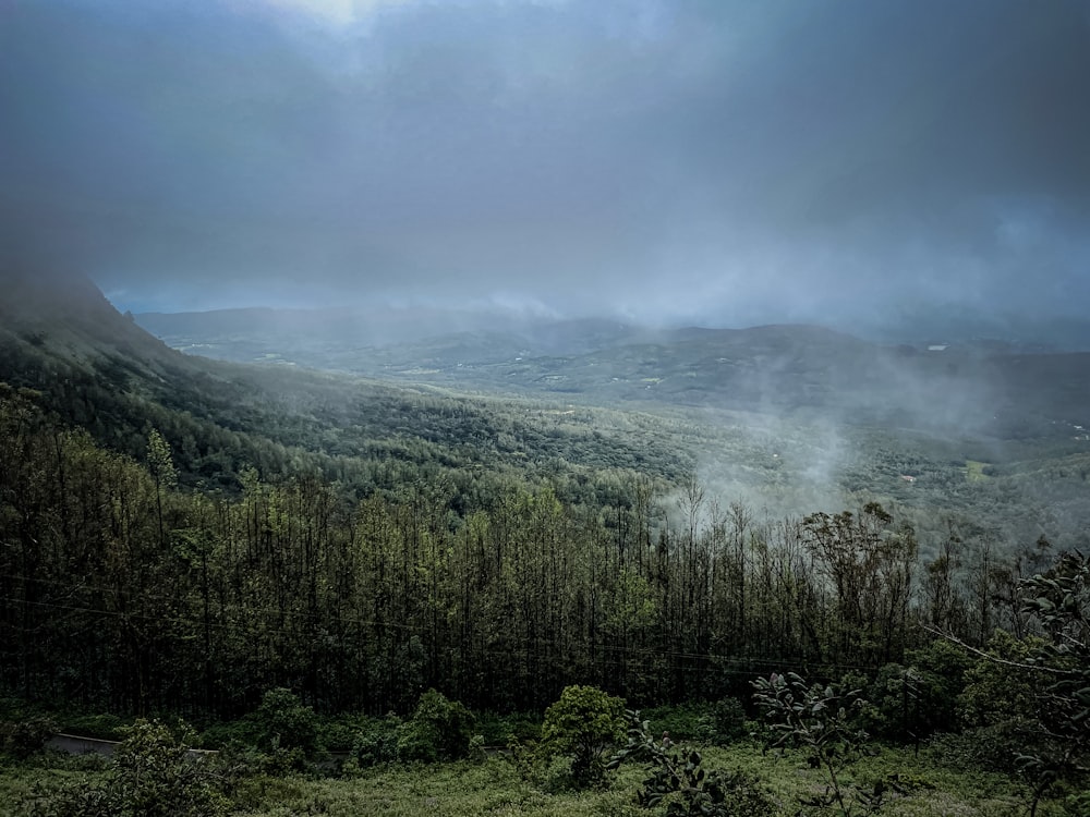 a forest of trees