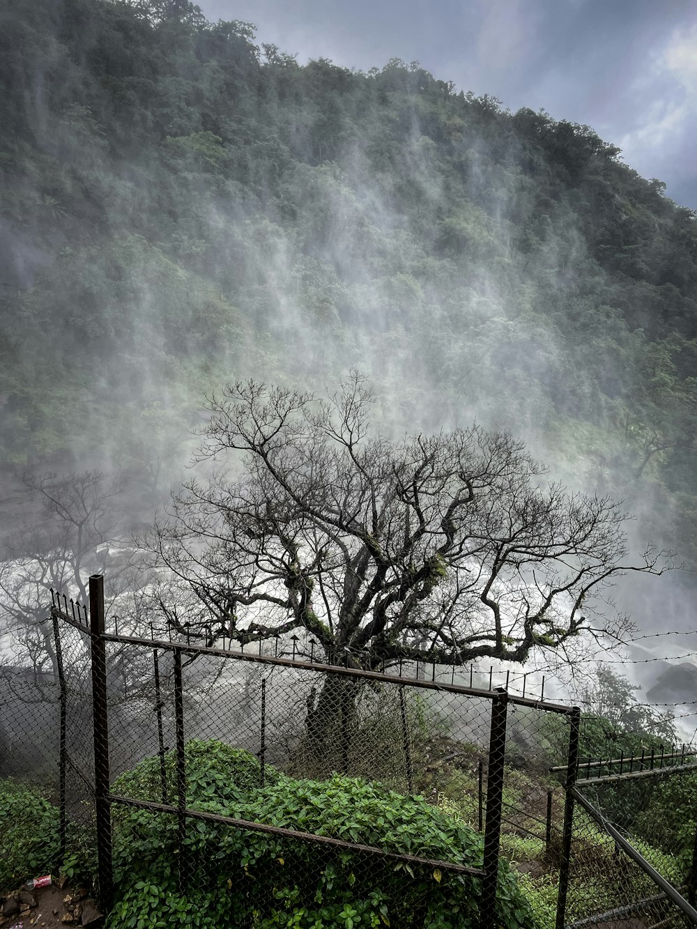 a tree in front of a large waterfall