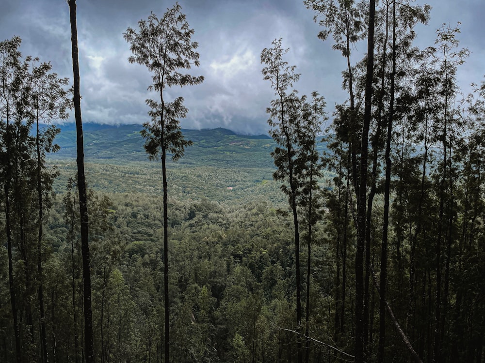 a forest of trees