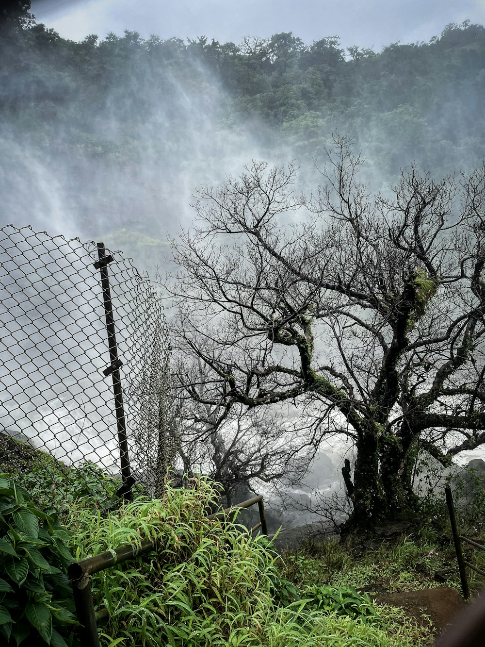 a fence and trees with fog