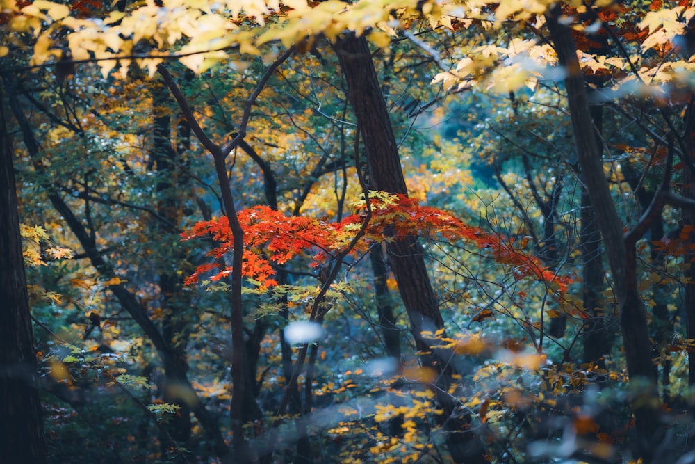 un groupe d’arbres aux feuilles jaunes