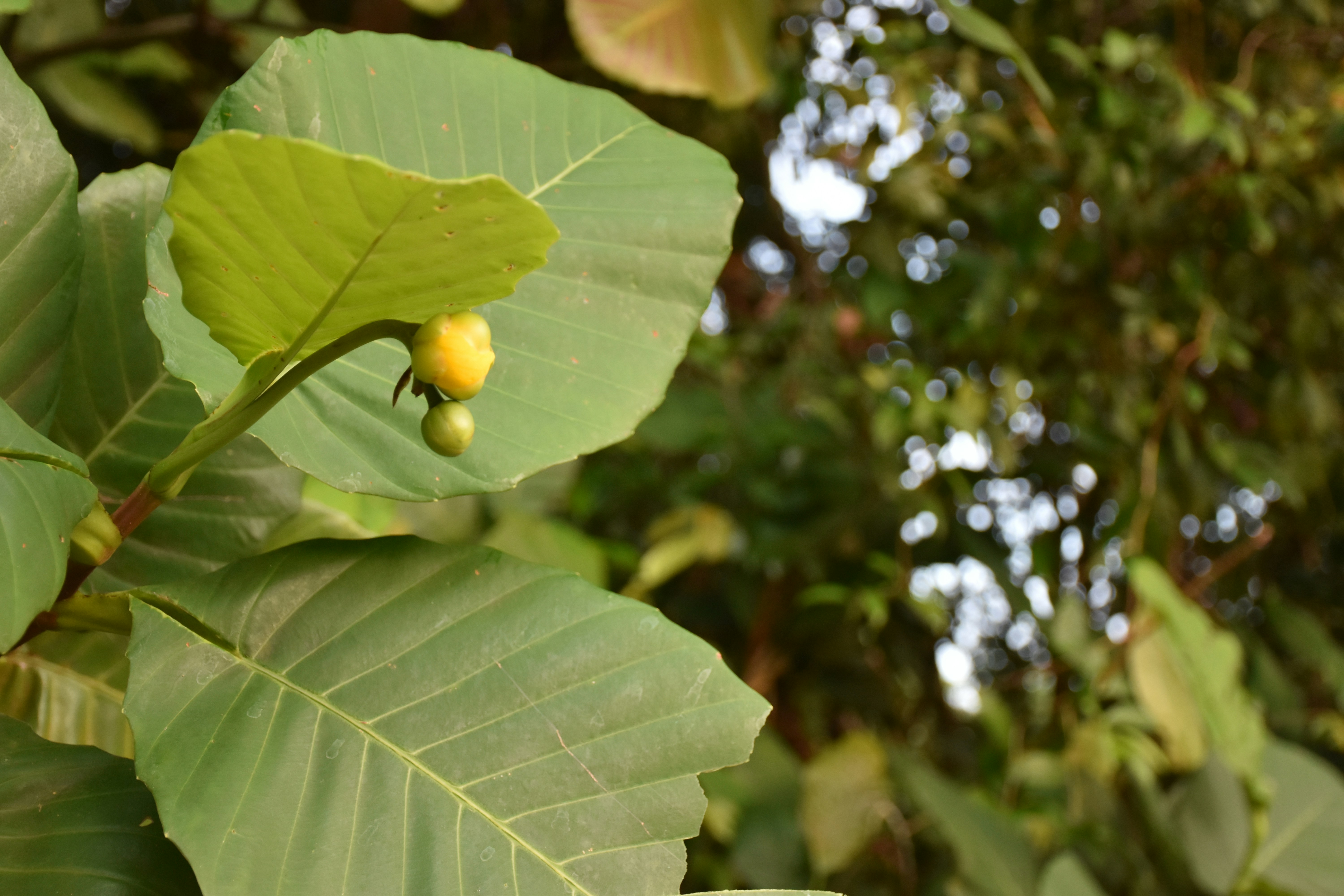 guava leaves tea, wallpaper, Daun Jambu Biji untuk Diare: Manfaat, Cara Pakai & Efektivitas 5