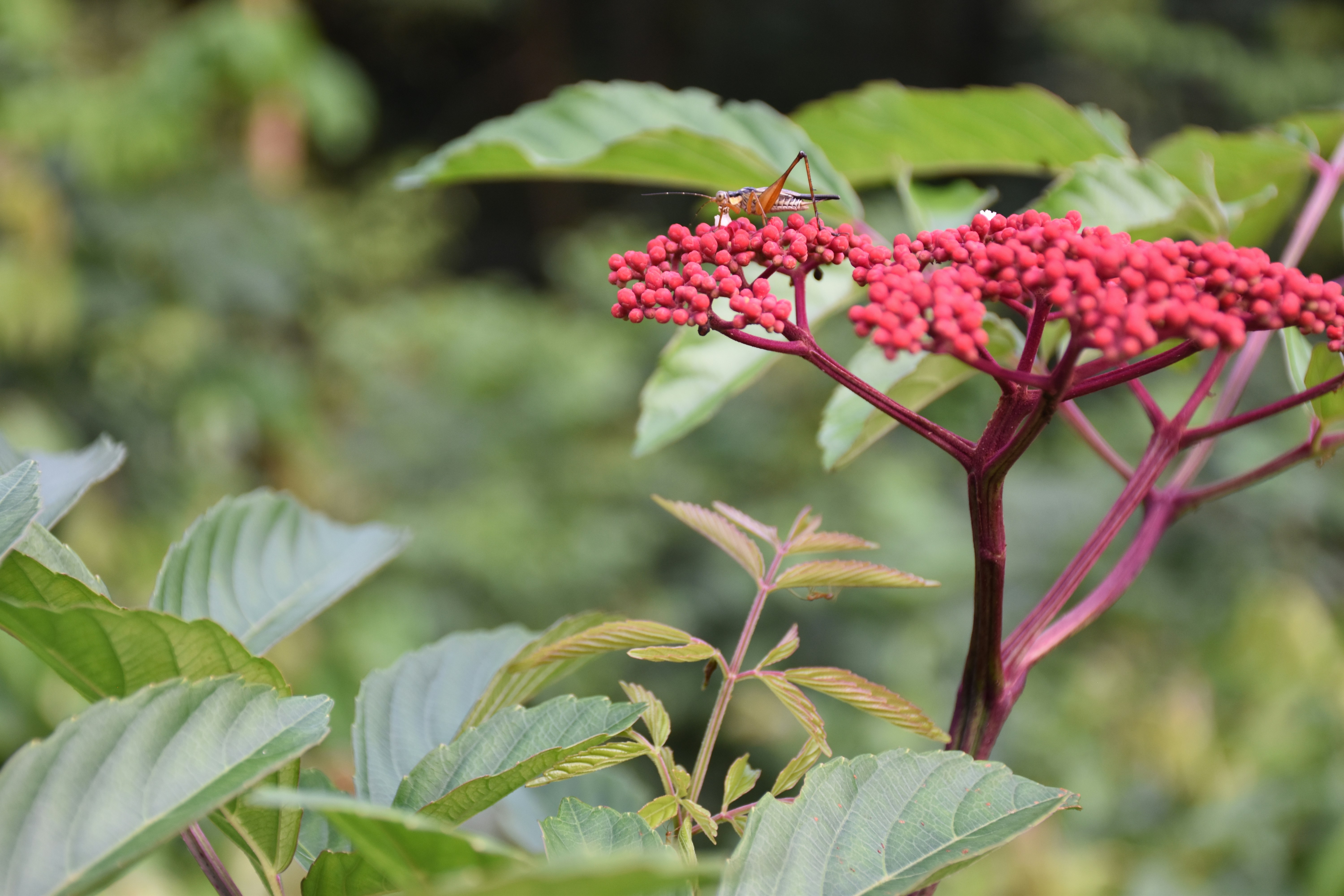 A bug on a flower photo – Free Flower Image on Unsplash