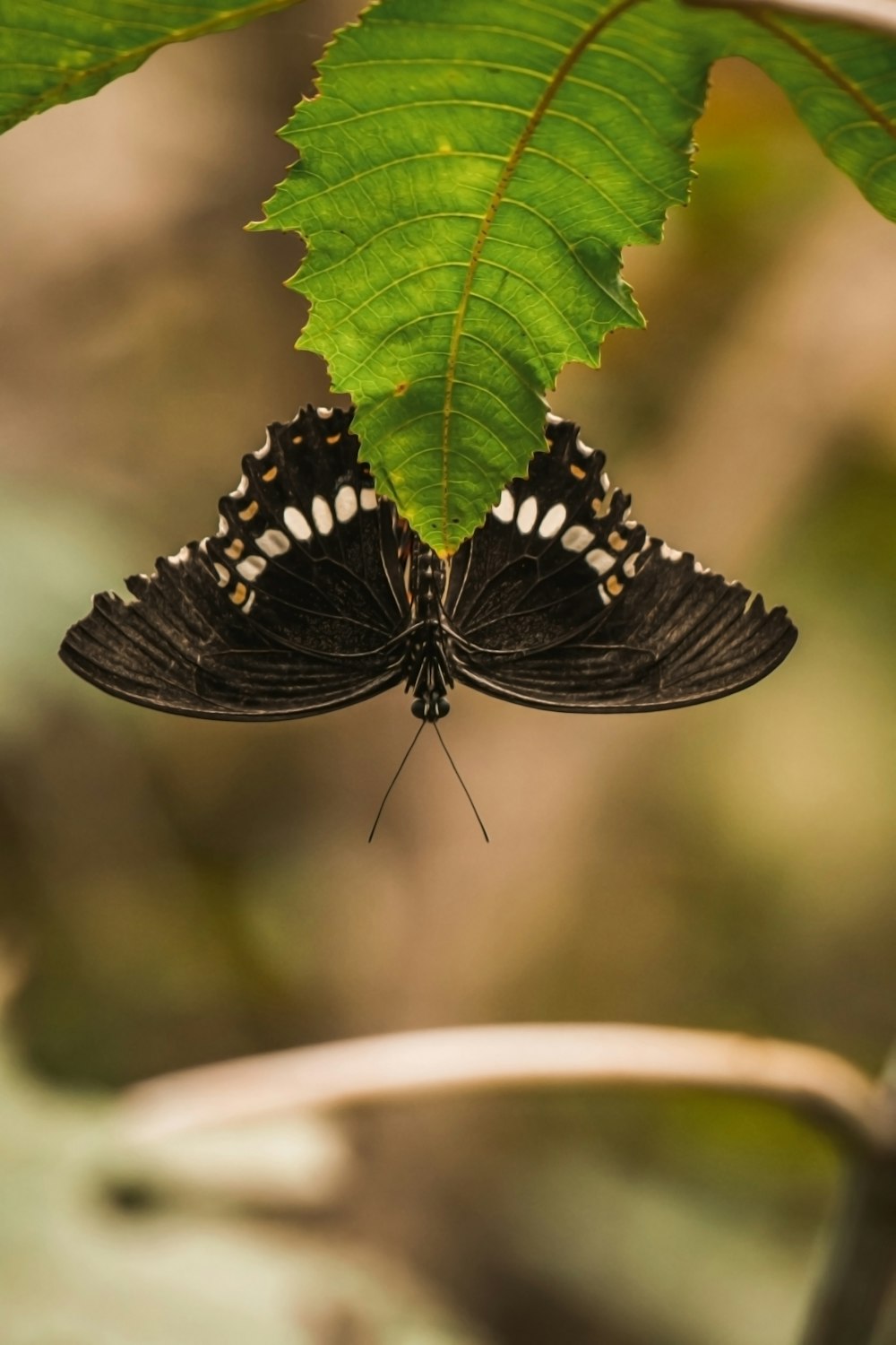 a black and white butterfly