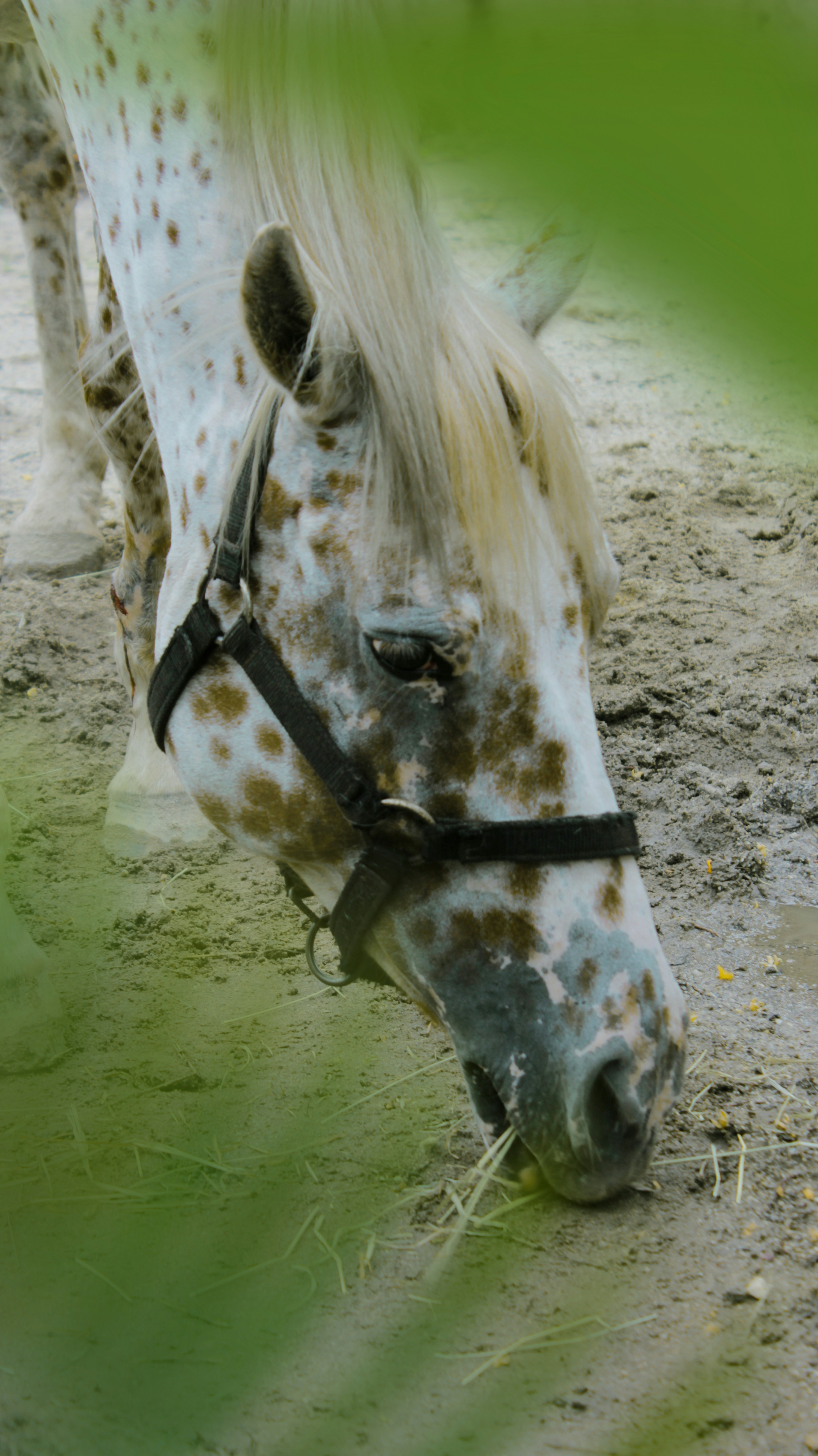 a horse drinking water
