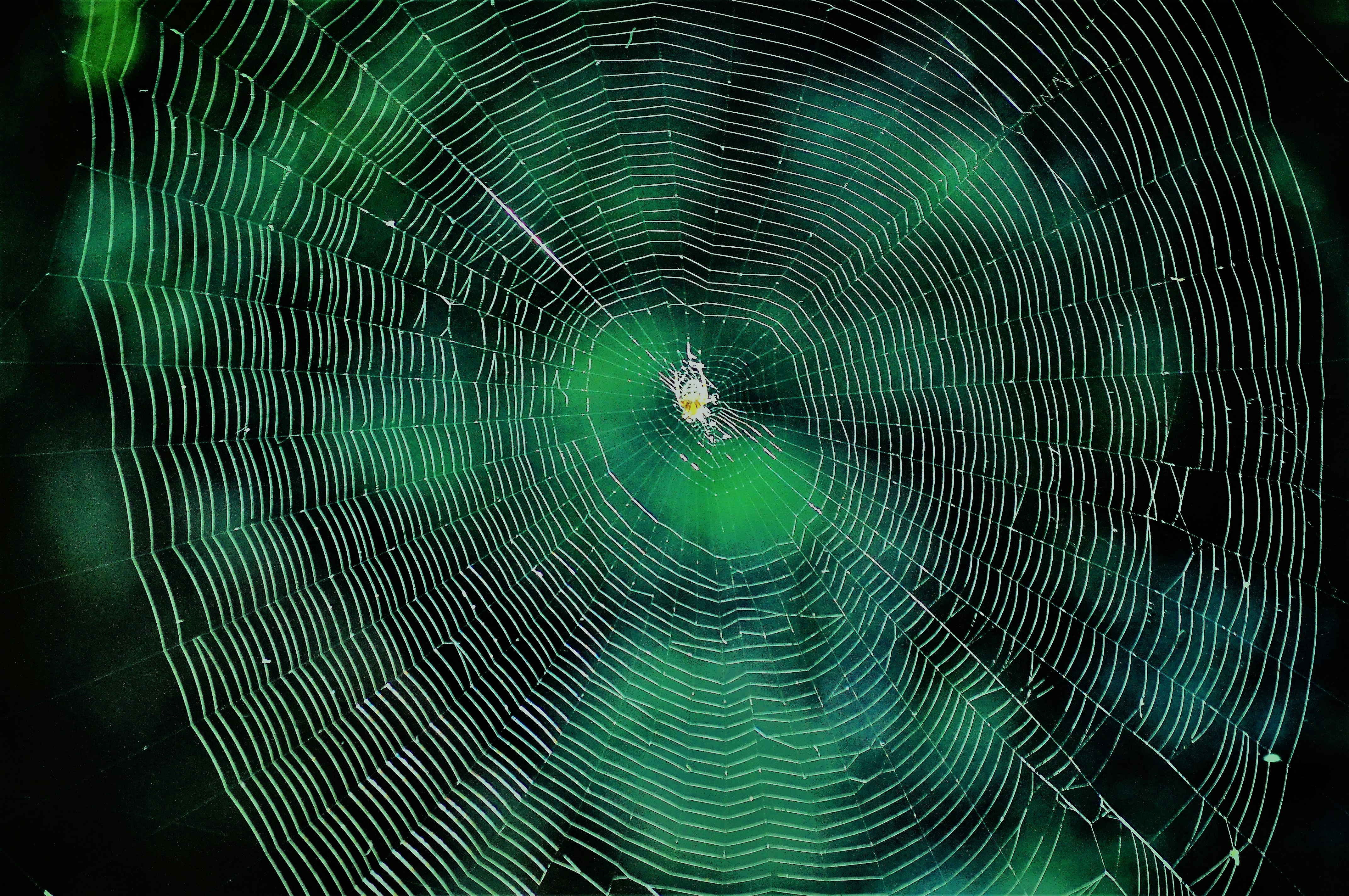 a close-up of a spider