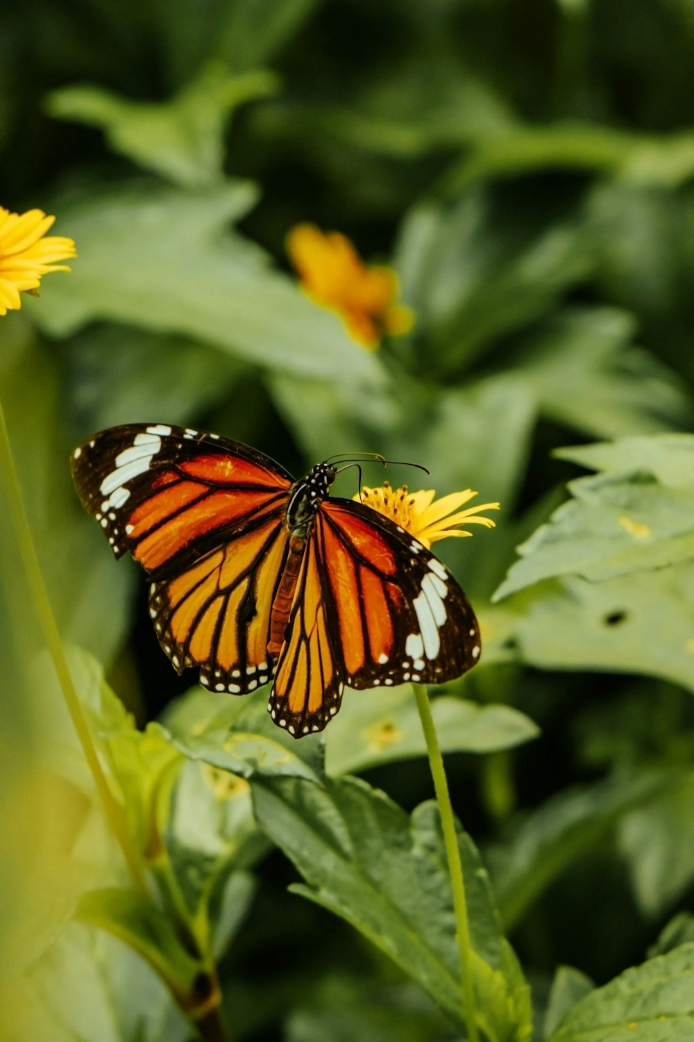 a butterfly on a flower