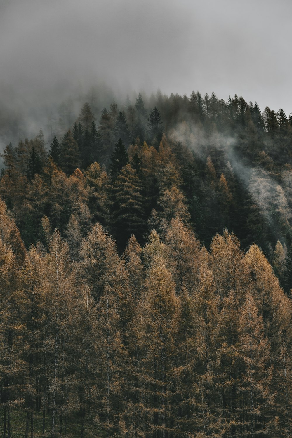 a forest of trees