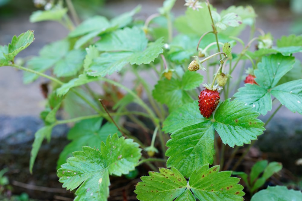 a red strawberry on a bush