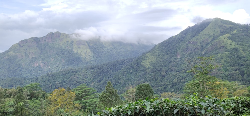 a landscape with trees and mountains in the back