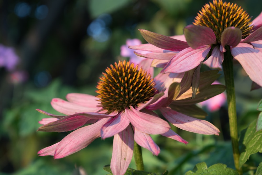 a group of flowers