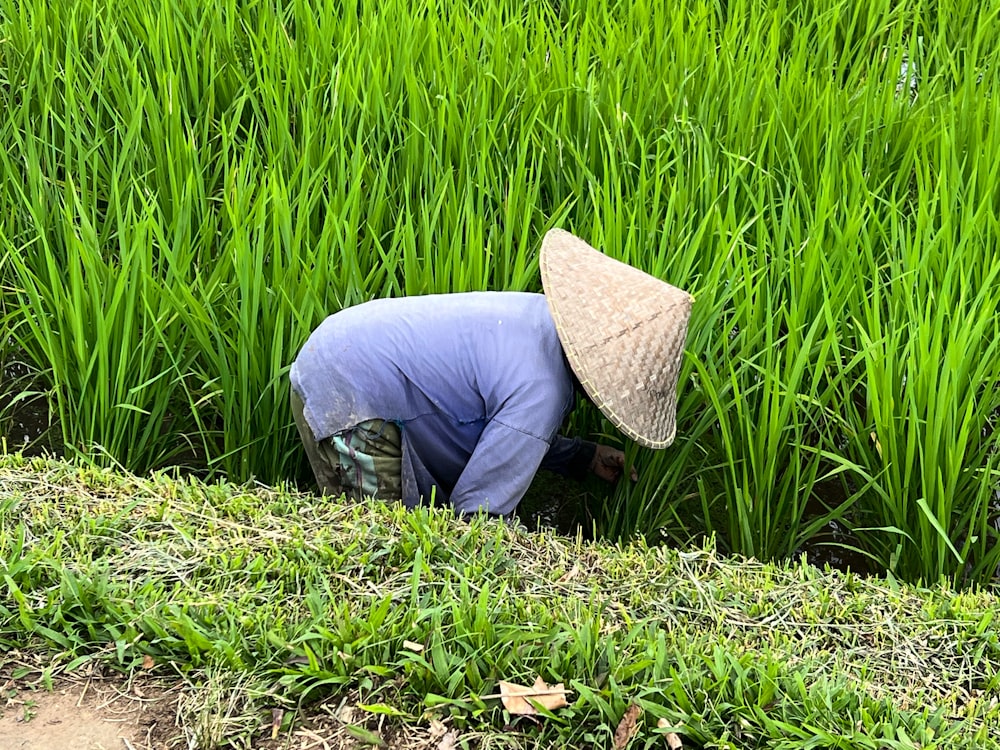 a person lying in a field of tall grass