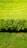 A vibrant green landscape featuring a well-manicured hedge dividing two sections of grass. The grass above the hedge is a bright, lush green, while the grass below appears slightly darker with patches. The overall view captures a sense of symmetry and nature's neatness.