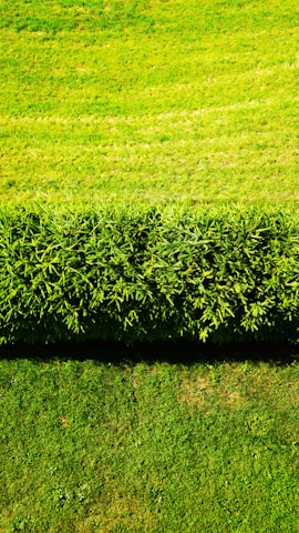 A vibrant green landscape featuring a well-manicured hedge dividing two sections of grass. The grass above the hedge is a bright, lush green, while the grass below appears slightly darker with patches. The overall view captures a sense of symmetry and nature's neatness.