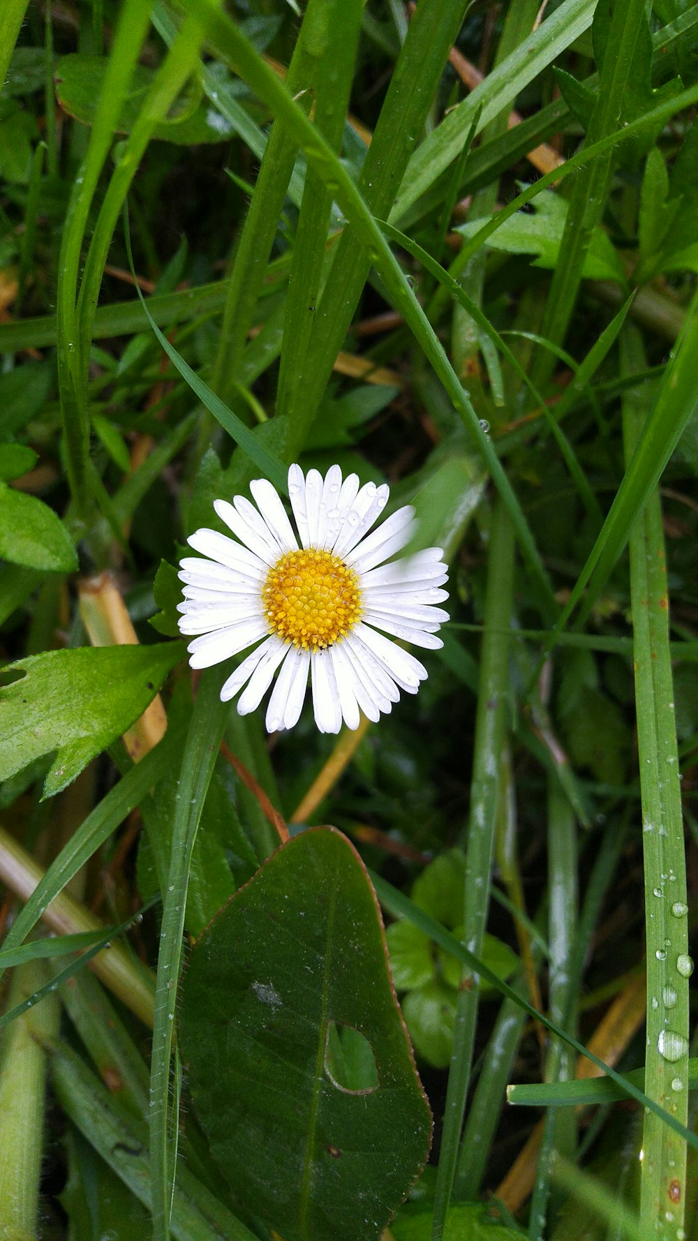 uma flor branca em um campo de grama