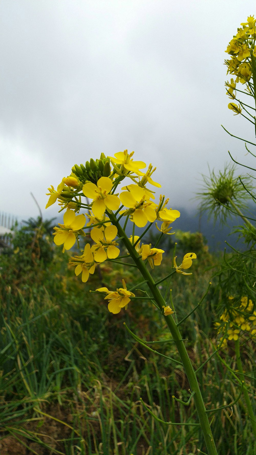 um close-up de algumas flores