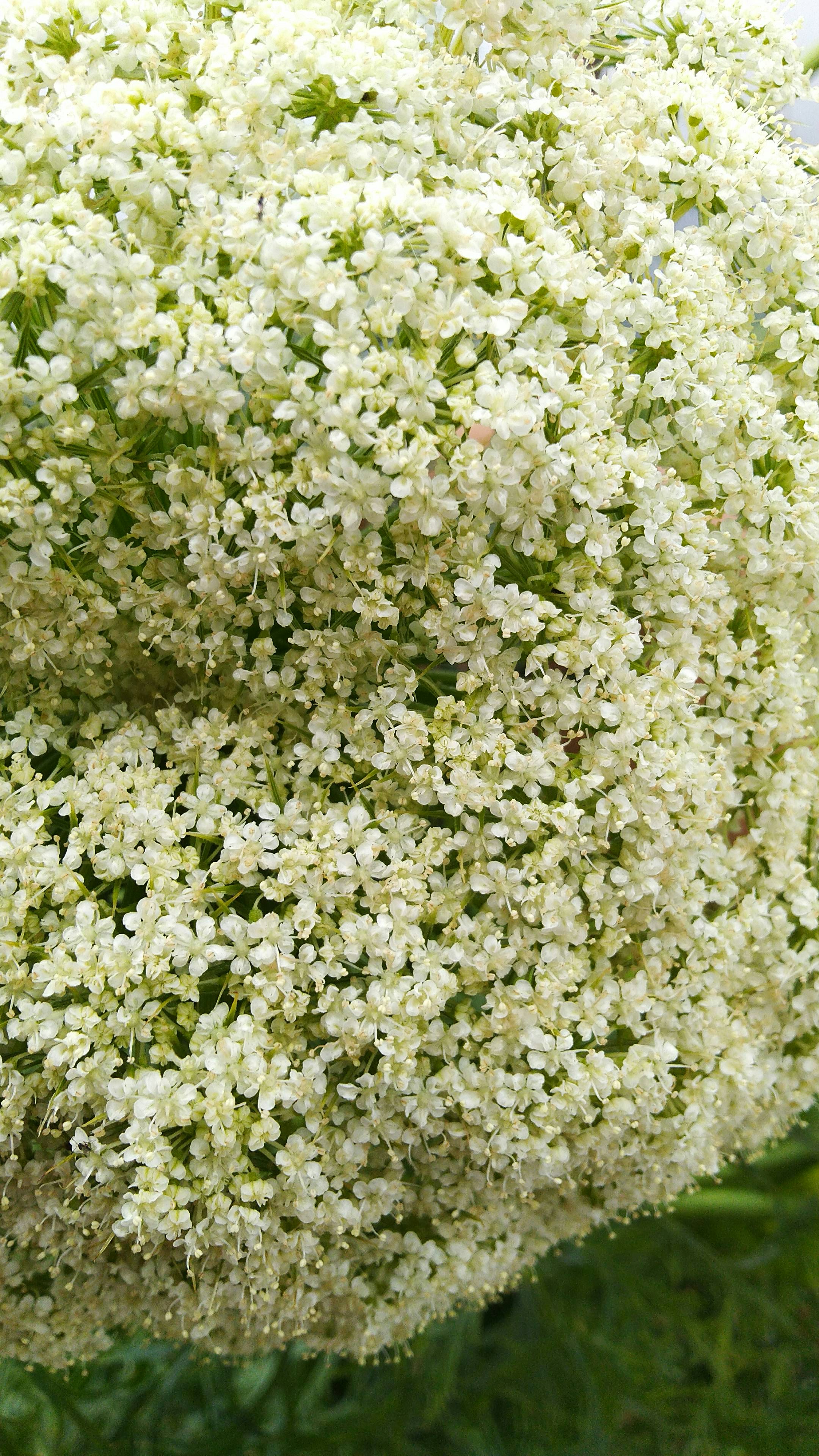 Imágenes de Ramo Natural | Descarga imágenes gratuitas en Unsplash
