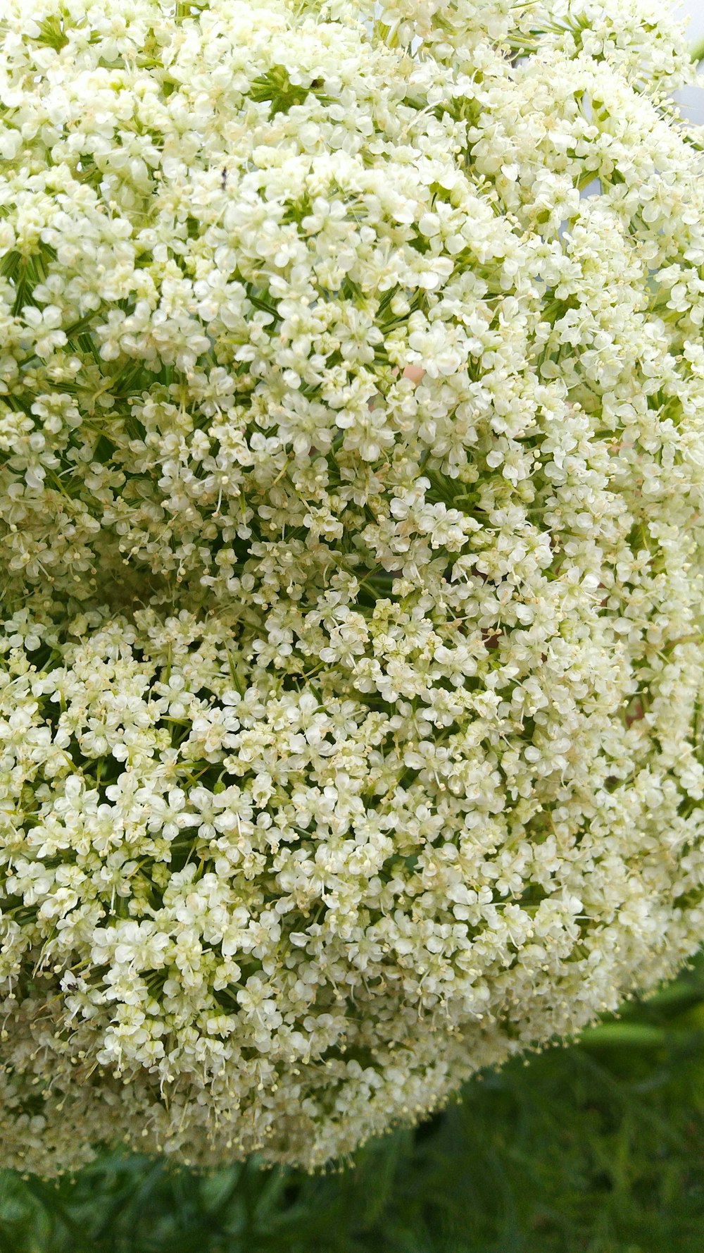 a large group of white flowers