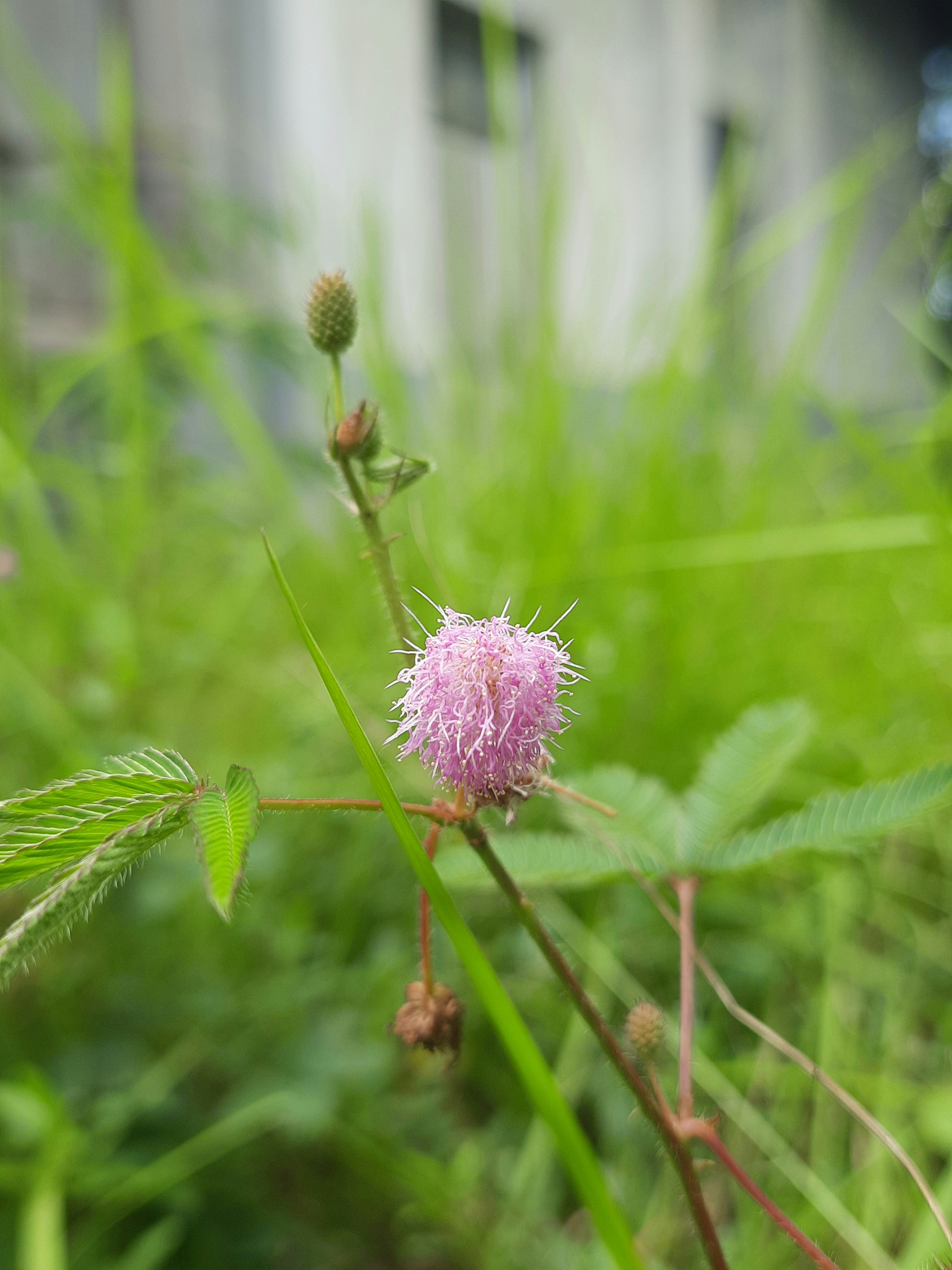 un primo piano di un fiore